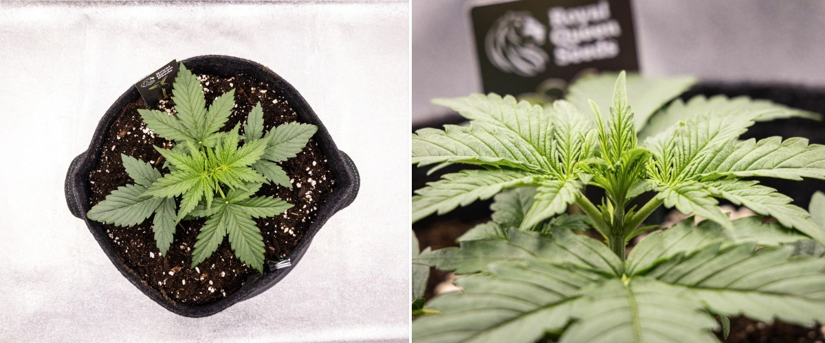 Rapport de culture Gaia F1 – Semaine 2 croissance végétative précoce Plante de cannabis Gaia F1 en semaine 2 poussant dans le sol avec une croissance végétative précoce saine en intérieur