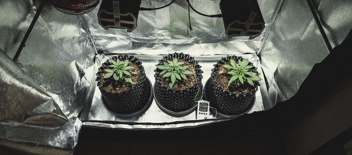 Cookies Gelato Automatic Grow Report Cookies Gelato Automatic Grow Report