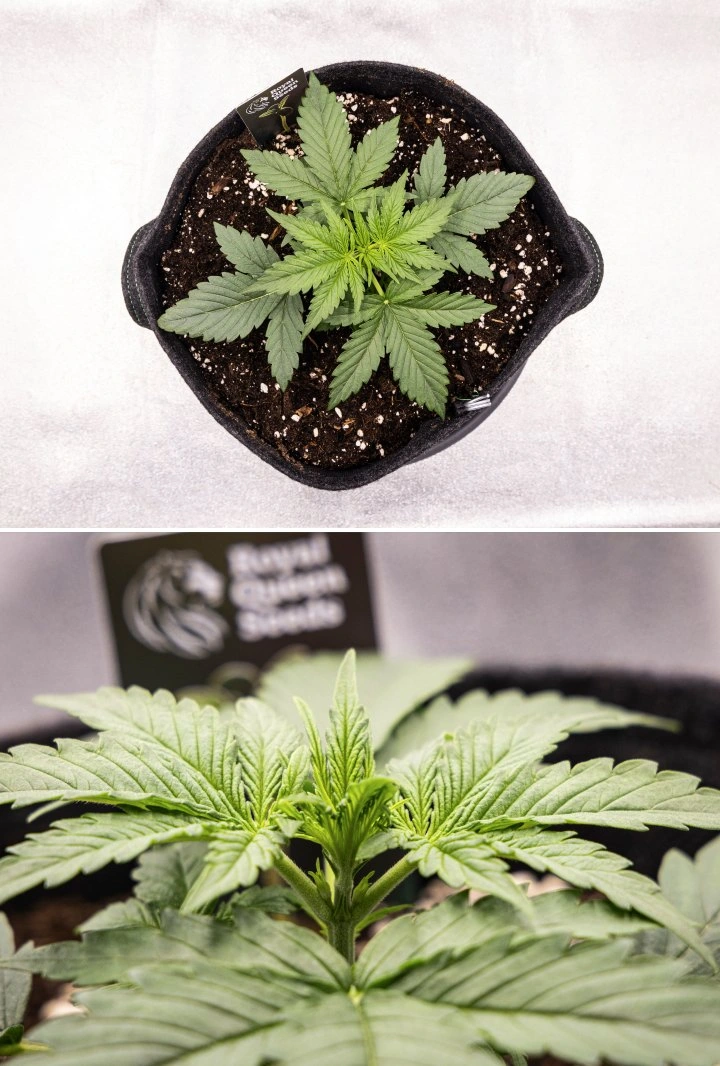 Rapport de culture Gaia F1 – Semaine 2 croissance végétative précoce Plante de cannabis Gaia F1 en semaine 2 poussant dans le sol avec une croissance végétative précoce saine en intérieur