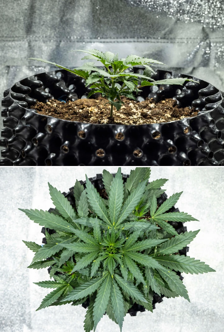 Rapport de culture North Thunderfuck – Semaine 2 : début de la phase végétative Plant de cannabis North Thunderfuck à la semaine 2 de croissance végétative précoce, développant des feuilles en éventail supplémentaires et établissant un système racinaire plus robuste dans le terreau sous une lampe LED