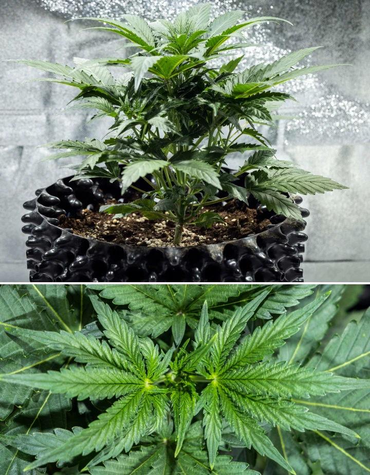 Informe de cultivo de North Thunderfuck – Semana 3: fase de crecimiento vegetativo Planta de cannabis North Thunderfuck en la semana 3 de crecimiento vegetativo, mostrando una estructura vigorosa, hojas de abanico anchas y una ramificación saludable en tierra bajo una luz LED