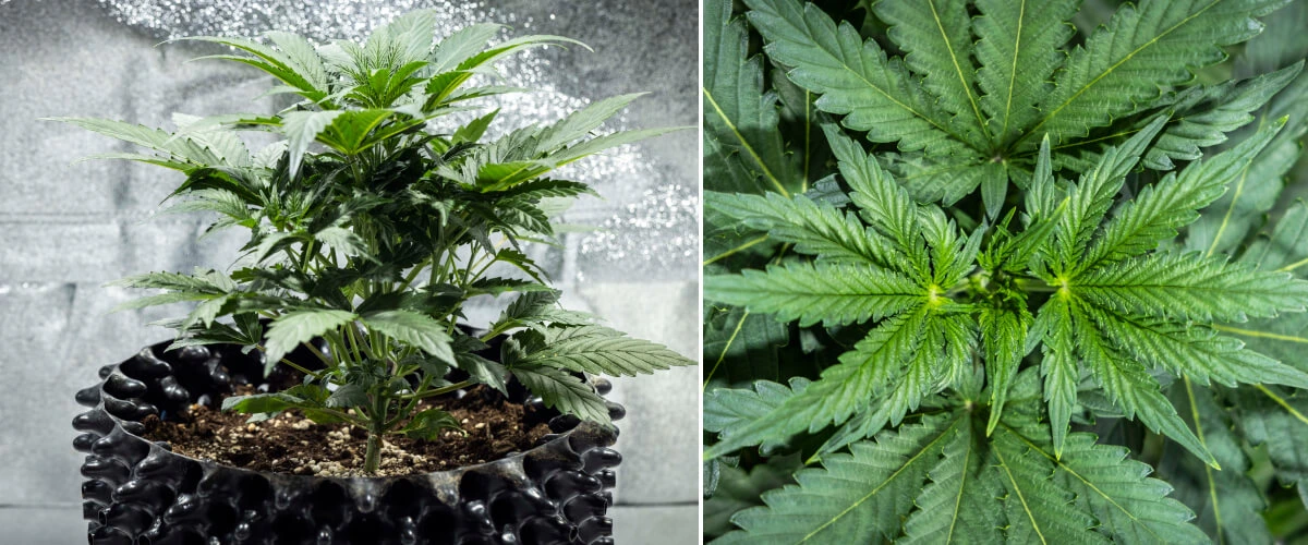 Informe de cultivo de North Thunderfuck – Semana 3: fase de crecimiento vegetativo Planta de cannabis North Thunderfuck en la semana 3 de crecimiento vegetativo, mostrando una estructura vigorosa, hojas de abanico anchas y una ramificación saludable en tierra bajo una luz LED