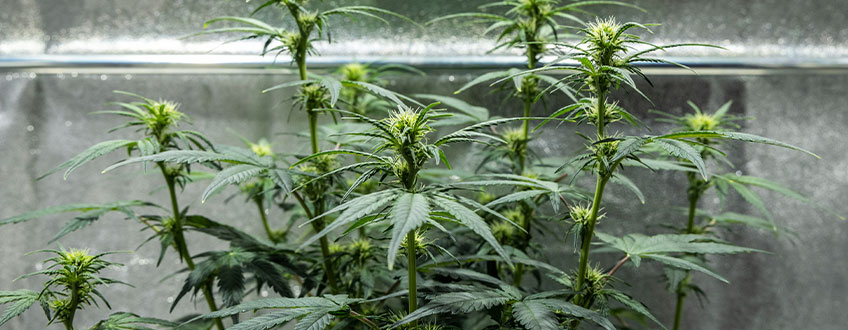 Triple G Grow Report Triple G Grow Report