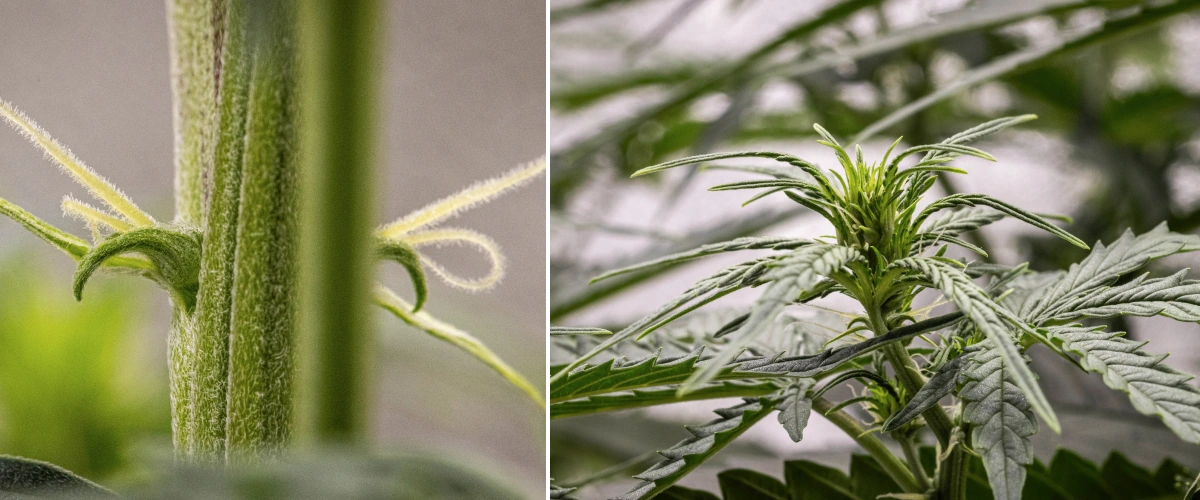 Plante de cannabis GOAT'lato Auto en semaine 4 montrant un étirement notable, une tige principale plus épaisse et des pistils en développement pendant la transition vers la floraison sous LED