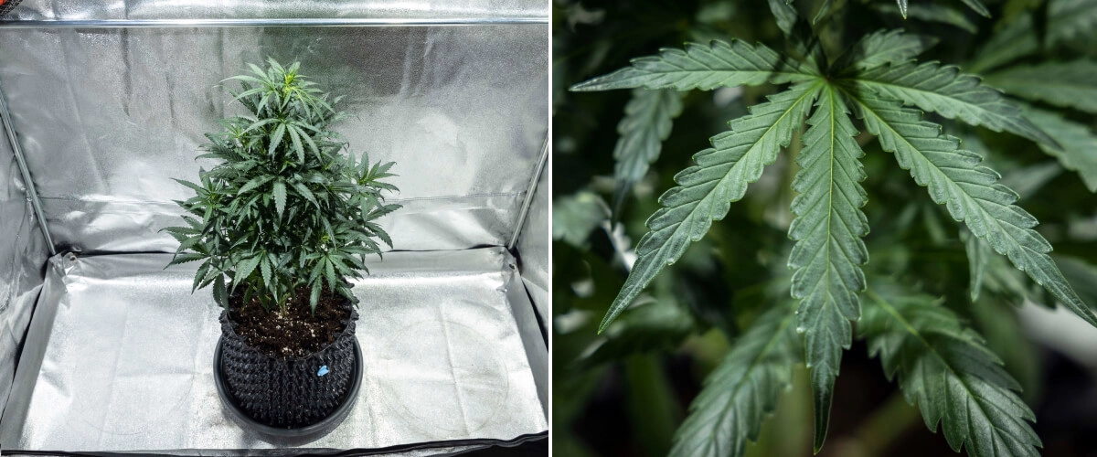 Rapport de culture North Thunderfuck – Semaine 4 : fin de la phase végétative Plant de cannabis North Thunderfuck à la semaine 4 de croissance végétative, présentant une canopée plus dense, une ramification vigoureuse et des feuilles en éventail saines se développant dans le terreau sous une lampe LED