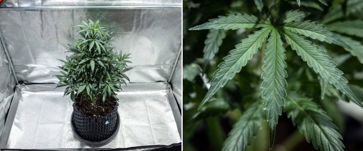 Plant de cannabis North Thunderfuck en semaine 4 de croissance végétative montrant une canopée plus dense, une ramification vigoureuse et des feuilles en éventail saines se développant en terre sous éclairage LED