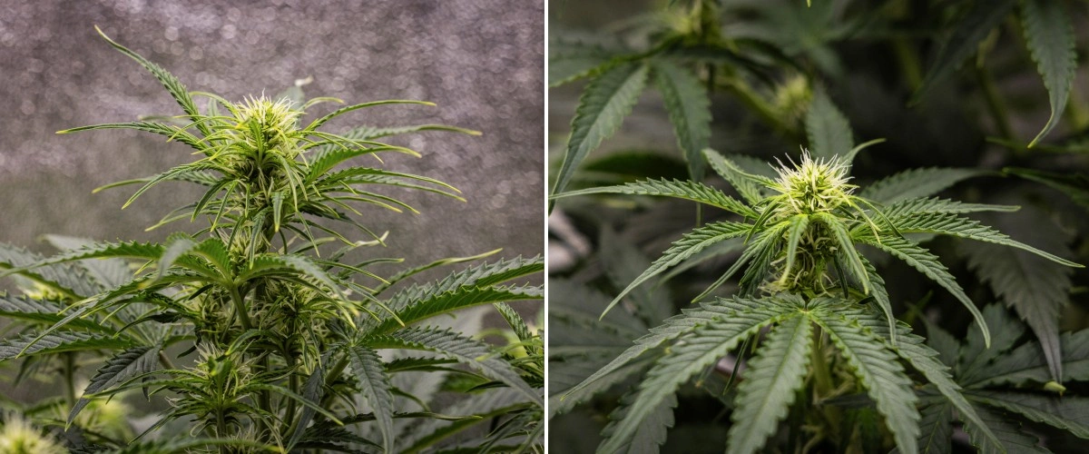 Rapport de culture Gaia F1 – Semaine 5 croissance en floraison Plante de cannabis Gaia F1 en semaine 5 poussant dans le sol avec une croissance saine en floraison en intérieur