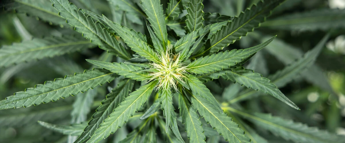 Rapport de culture North Thunderfuck – Semaine 5 : début de la floraison Plant de cannabis North Thunderfuck à la semaine 5 du début de floraison, avec de nouveaux pistils blancs se formant au niveau des sites de floraison et des feuilles en éventail saines sous une lampe LED