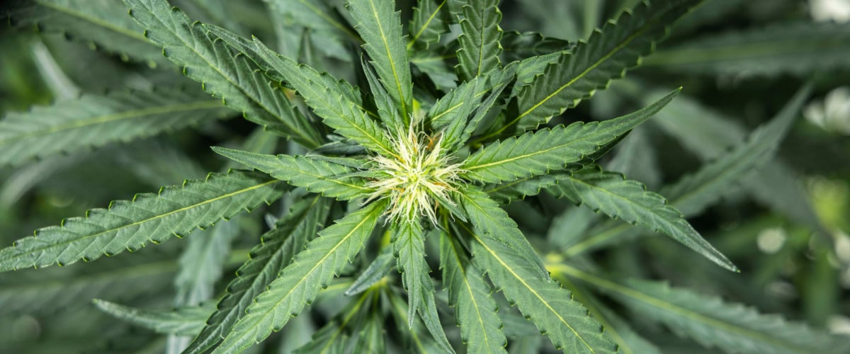 Plant de cannabis North Thunderfuck en semaine 5 du début de floraison montrant de nouveaux pistils blancs se formant sur les sites floraux et des feuilles en éventail saines sous éclairage LED