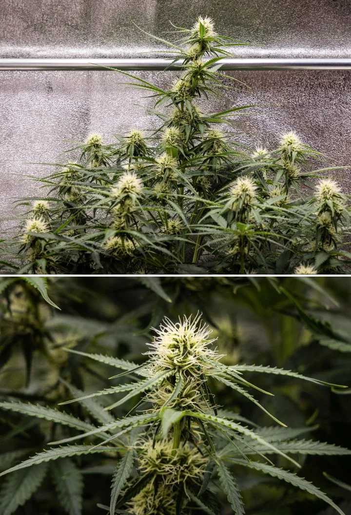 Rapport de culture Gaia F1 – Semaine 6 milieu de floraison Plante de cannabis Gaia F1 en semaine 6 poussant dans le sol avec une croissance saine en milieu de floraison en intérieur