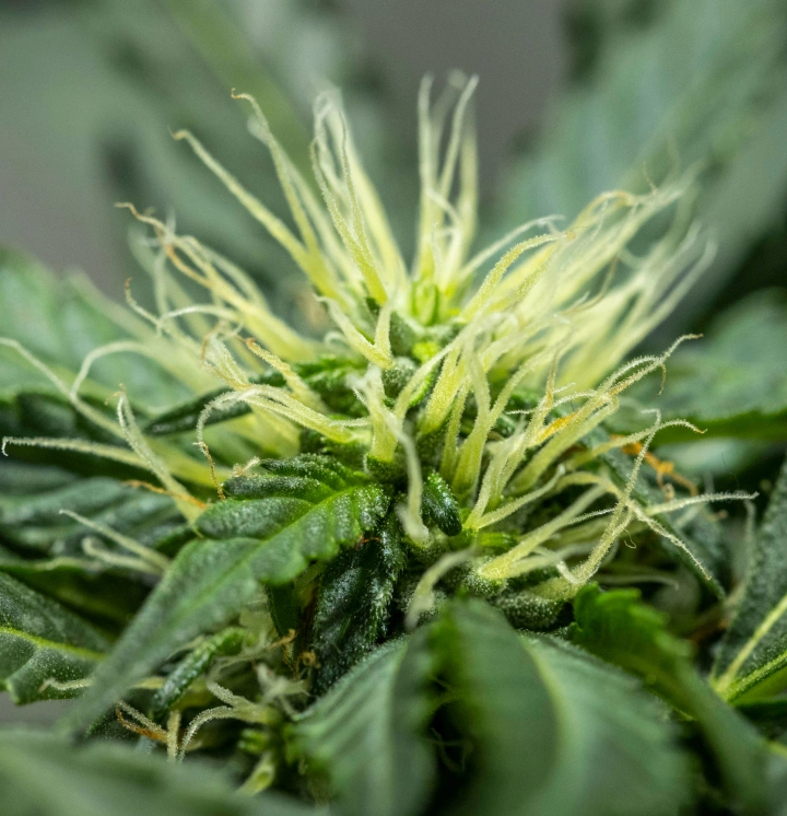 Rapport de culture North Thunderfuck – Semaine 6 : début du développement des fleurs Plant de cannabis North Thunderfuck à la semaine 6 de floraison, avec une structure de têtes en développement, de nombreux pistils blancs et des feuilles résineuses saines sous une lampe LED