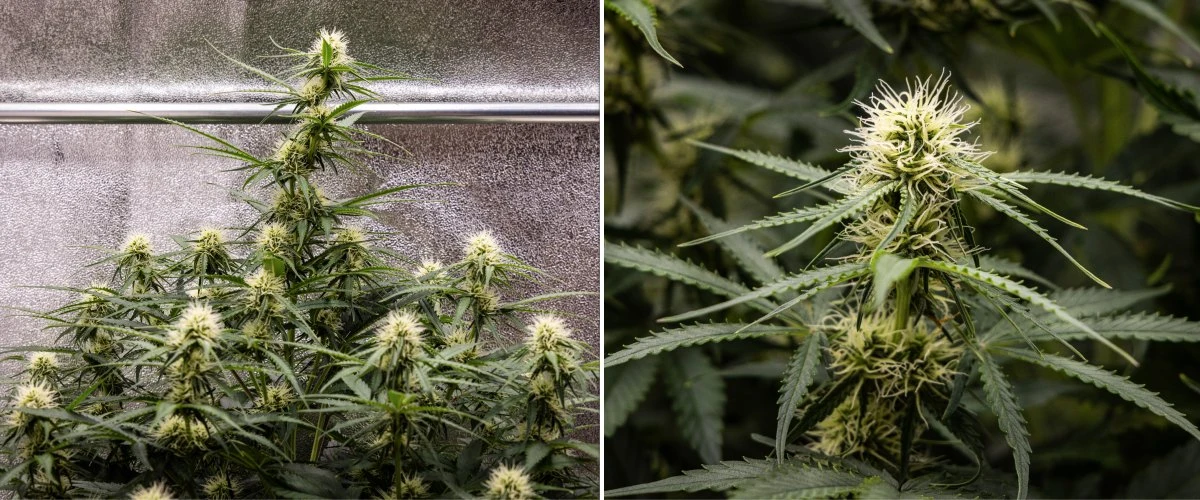 Rapport de culture Gaia F1 – Semaine 6 milieu de floraison Plante de cannabis Gaia F1 en semaine 6 poussant dans le sol avec une croissance saine en milieu de floraison en intérieur