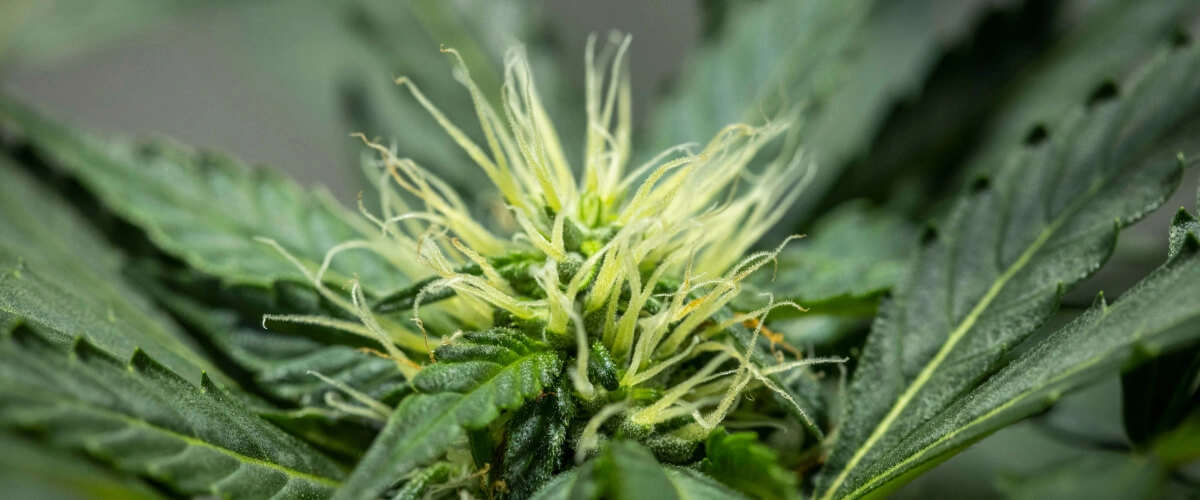 Rapport de culture North Thunderfuck – Semaine 6 : début du développement des fleurs Plant de cannabis North Thunderfuck à la semaine 6 de floraison, avec une structure de têtes en développement, de nombreux pistils blancs et des feuilles résineuses saines sous une lampe LED