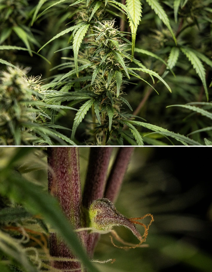 Plante de cannabis GOAT'lato Auto en semaine 7 de floraison intermédiaire, avec des colas en gonflement, une production accrue de résine et des têtes denses sous LED
