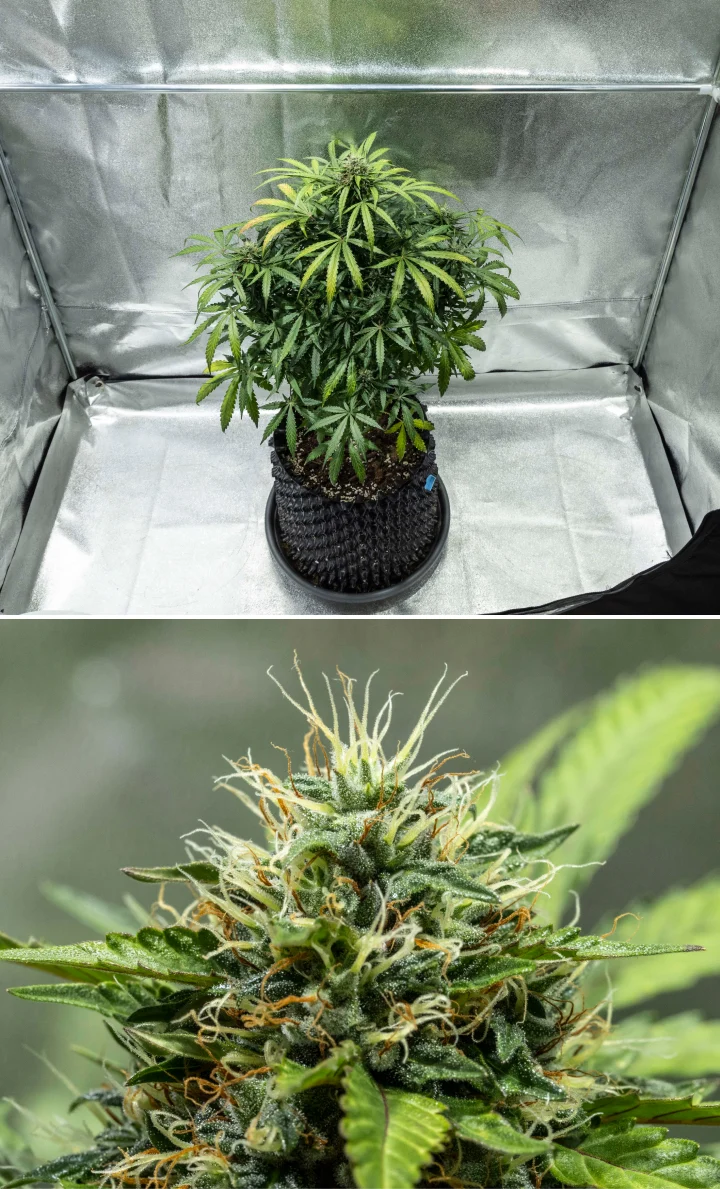 Rapport de culture North Thunderfuck – Semaines 7–8 : milieu de la phase de floraison Plant de cannabis North Thunderfuck pendant les semaines 7–8 de floraison, présentant des têtes en expansion, des grappes denses de pistils et une production de résine en augmentation sous une lampe LED