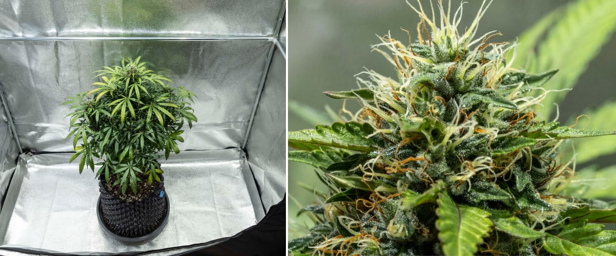 Plant de cannabis North Thunderfuck durant les semaines 7–8 de floraison montrant des têtes en expansion, des groupes denses de pistils et une production de résine en augmentation sous éclairage LED