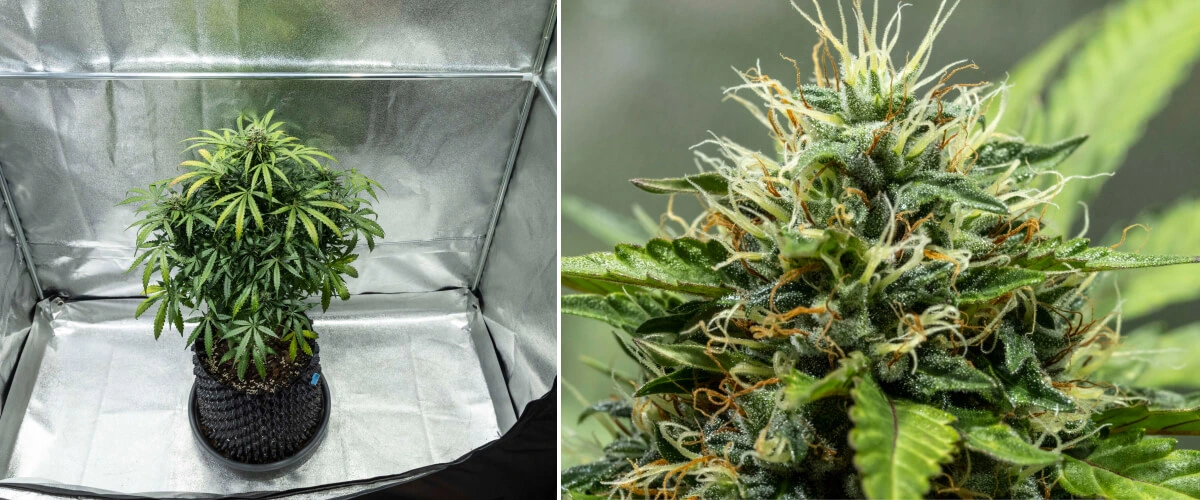 Rapport de culture North Thunderfuck – Semaines 7–8 : milieu de la phase de floraison Plant de cannabis North Thunderfuck pendant les semaines 7–8 de floraison, présentant des têtes en expansion, des grappes denses de pistils et une production de résine en augmentation sous une lampe LED