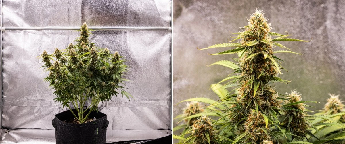 Rapport de culture Gaia F1 – Semaine 8 maturation des fleurs Plante de cannabis Gaia F1 en semaine 8 poussant dans le sol avec des fleurs saines en phase de maturation en intérieur