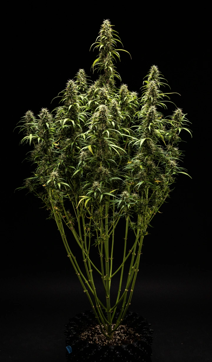 Plante de cannabis GOAT'lato Auto en semaine 9 avec trichomes majoritairement laiteux et quelques ambrés, têtes fermes et arômes au maximum avant la récolte