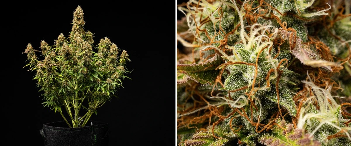 Rapport de culture Gaia F1 – Semaines 9-10 prête à récolter Plante de cannabis Gaia F1 en semaines 9-10 poussant dans le sol avec des fleurs matures prêtes à être récoltées en intérieur