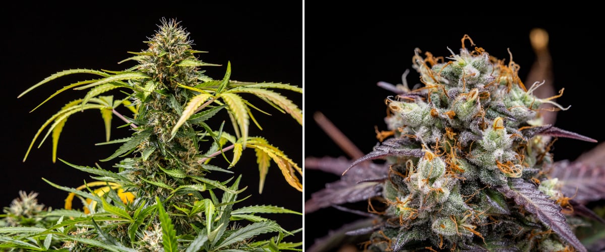 Plante de cannabis North Thunderfuck durant les semaines 9–10 de floraison montrant des têtes pleinement développées, des pistils foncés, une forte couverture de résine et des signes de maturité pour la récolte sous éclairage LED