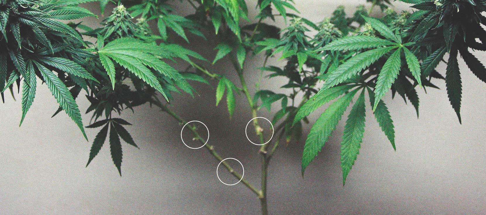 Defoliation – A High Risk Way To Increase Yield Defoliation – A High Risk Way To Increase Yield