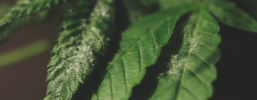 Feuille de cannabis infectée par l'oïdium, maladie fongique qui affecte la croissance et déforme les feuilles