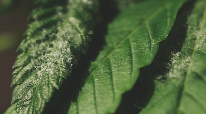 Feuille de cannabis infectée par l'oïdium, maladie fongique qui affecte la croissance et déforme les feuilles