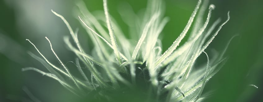 Feuille de cannabis en floraison (semaine 2) avec des pistils blancs se développant à l'endroit où les feuilles nourricières rencontrent la tige principale, signe initial de la formation des futures têtes.