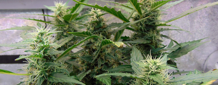 White Widow Auto