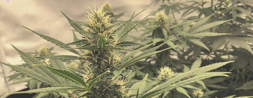 White Widow White Widow
