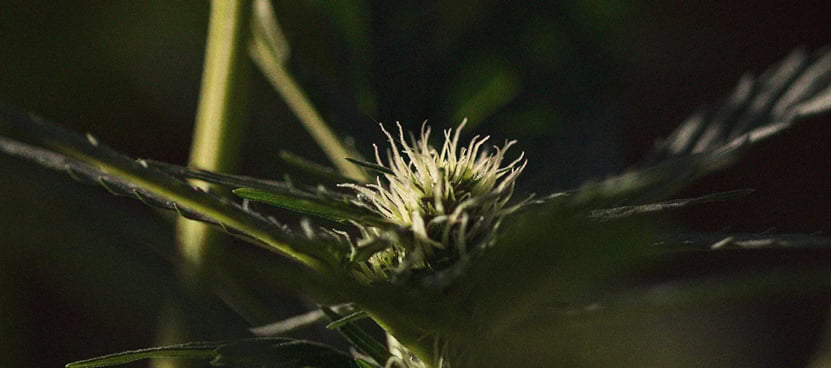 Gros plan d'un bouton de cannabis avec des trichomes visibles, montrant sa texture et ses détails résineux.