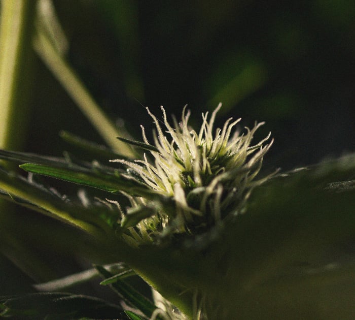 Gros plan d'un bouton de cannabis avec des trichomes visibles, montrant sa texture et ses détails résineux.
