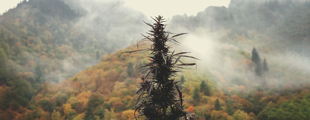 Qu’est-ce que le cannabis landrace ? Qu’est-ce que le cannabis landrace ?