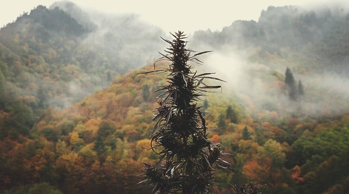 Qu’est-ce que le cannabis landrace ?
