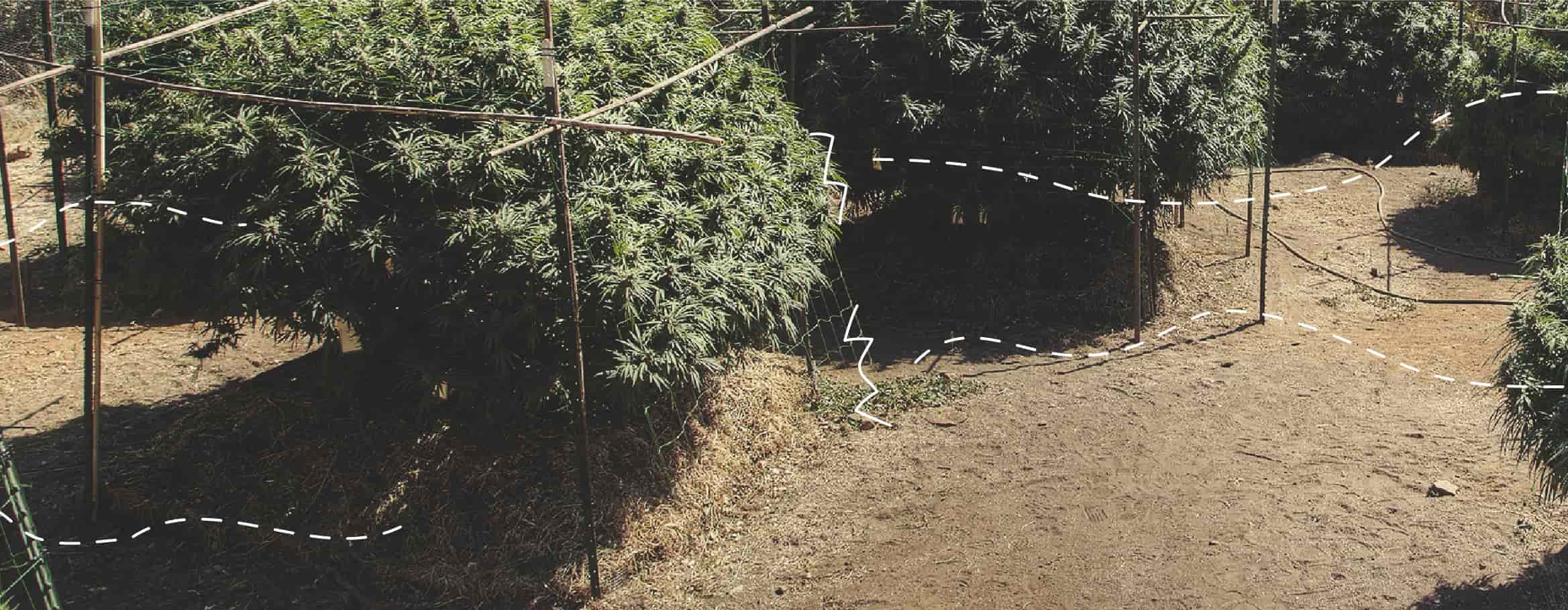 Réparer la brûlure du vent sur le cannabis en extérieur Réparer la brûlure du vent sur le cannabis en extérieur