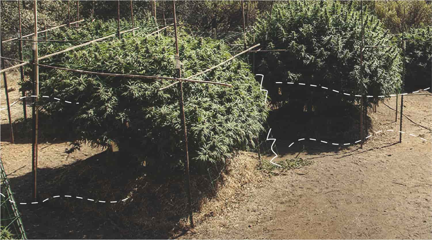 Réparer la brûlure du vent sur le cannabis en extérieur Réparer la brûlure du vent sur le cannabis en extérieur