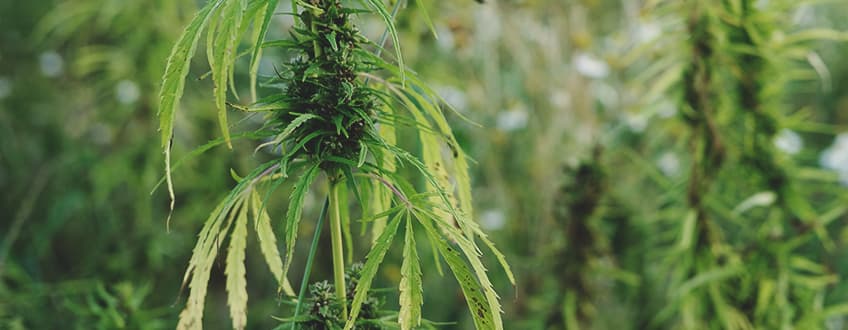 Les symptômes d’une brûlure du vent pour le cannabis Les symptômes d’une brûlure du vent pour le cannabis