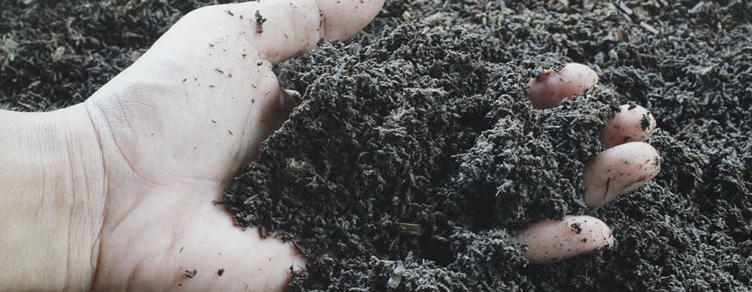 Worm Castings Worm Castings