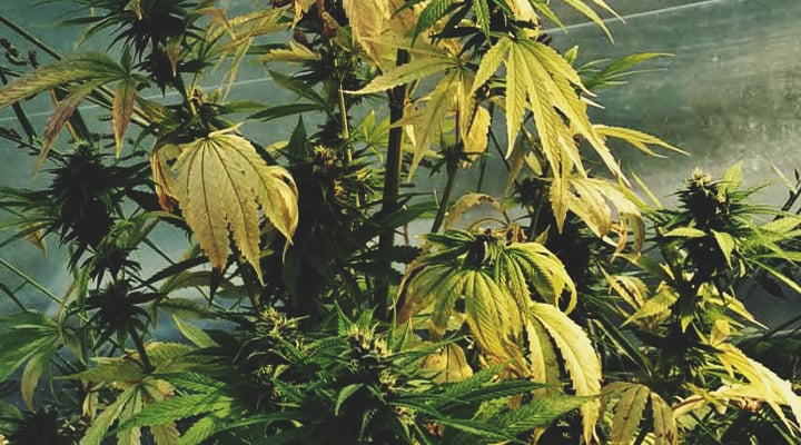 Plante avec des feuilles jaunâtres : signes de carence ou excès de nutriments et solutions pour un meilleur entretien