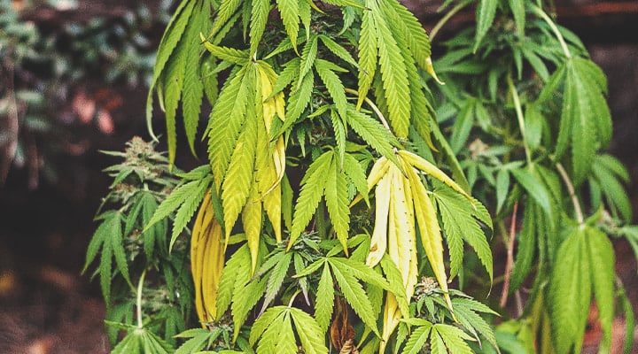 Plante de cannabis avec des feuilles vertes vibrantes et jaunissantes : carence nutritionnelle ou conditions environnementales défavorables.