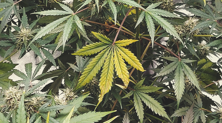Gros plan d'une plante de cannabis montrant une variété de tons de vert dans les feuilles, incluant des nuances de jaune pâle indiquant des signes de stress ou de carences nutritionnelles.