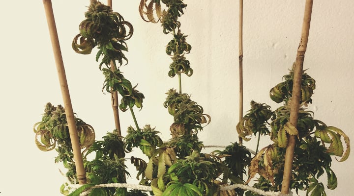 Plante de cannabis présentant des signes de chlorose : carence en nutriments ou stress environnemental affectant les feuilles
