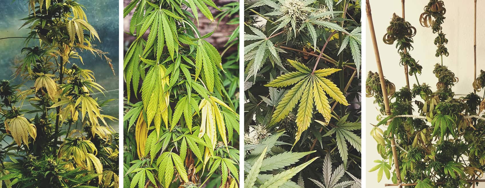 Exemples de plantes de cannabis suralimentées : signes de stress, décoloration des feuilles et symptômes courants de surnutrition