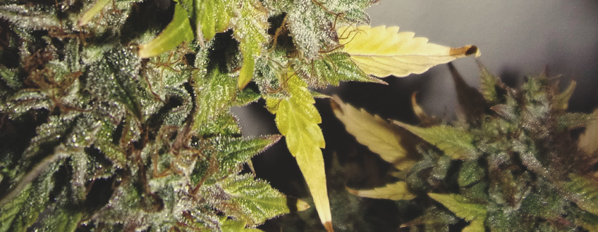 LES FEUILLES NOURRICIÈRES COMMENCERONT À JAUNIR LES FEUILLES NOURRICIÈRES COMMENCERONT À JAUNIR