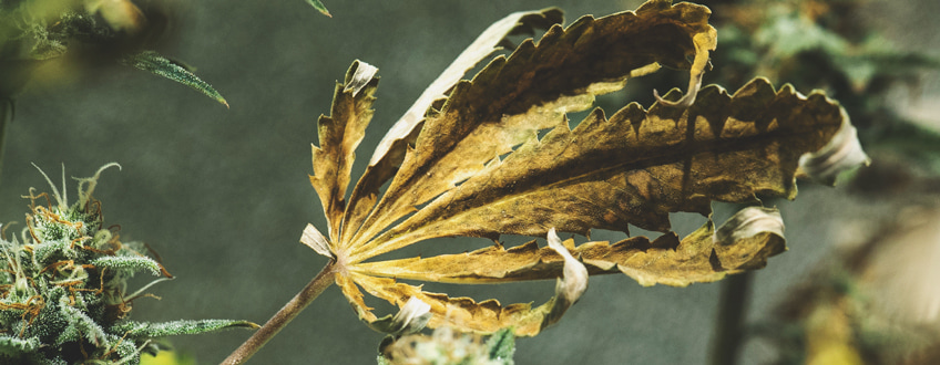 Yellow Leaves