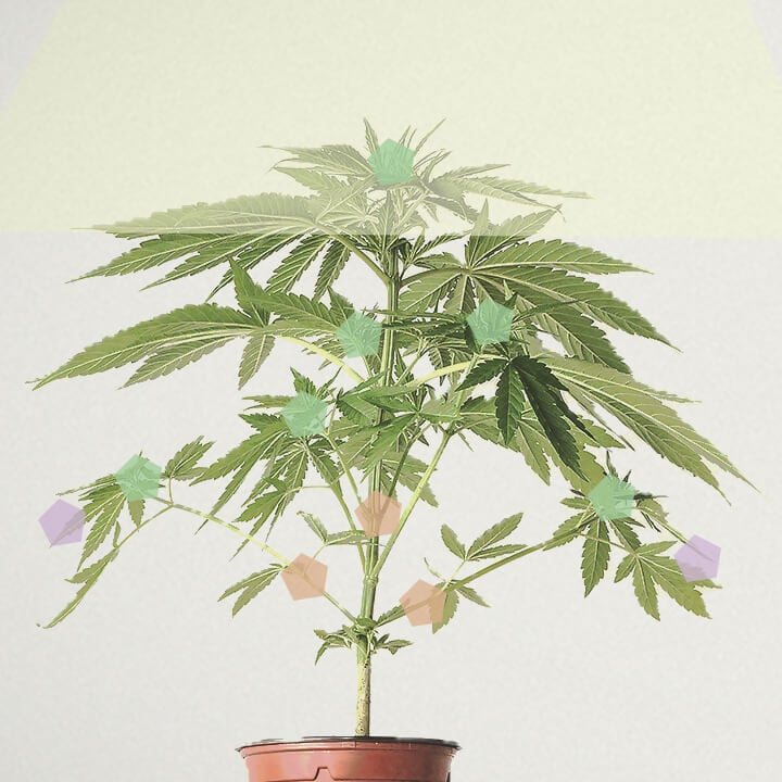 Qu’est-ce que le rendement par plant de cannabis ?