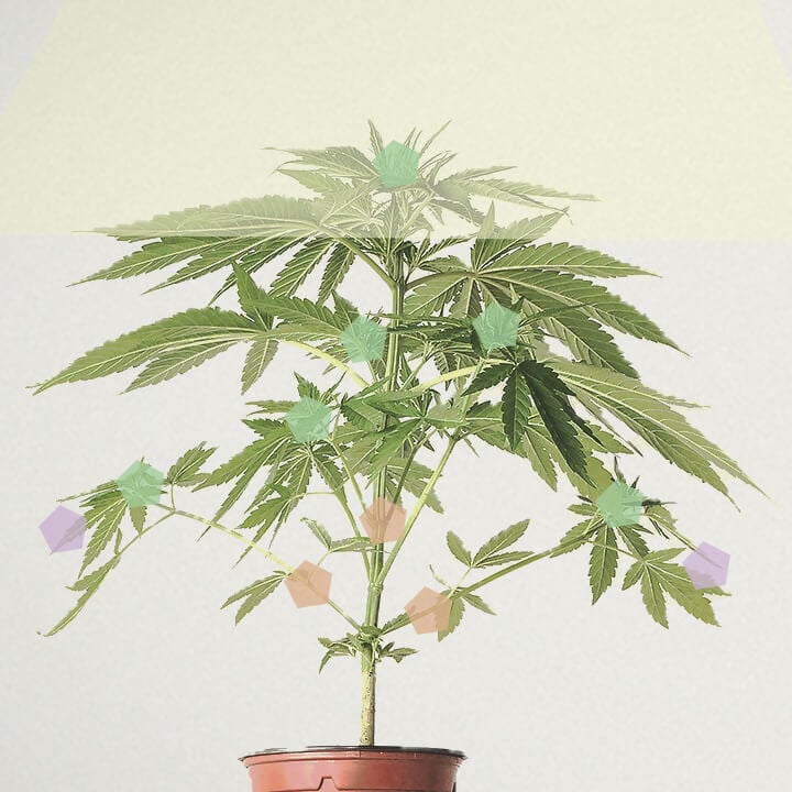 Qu’est-ce que le rendement par plant de cannabis ? Qu’est-ce que le rendement par plant de cannabis ?