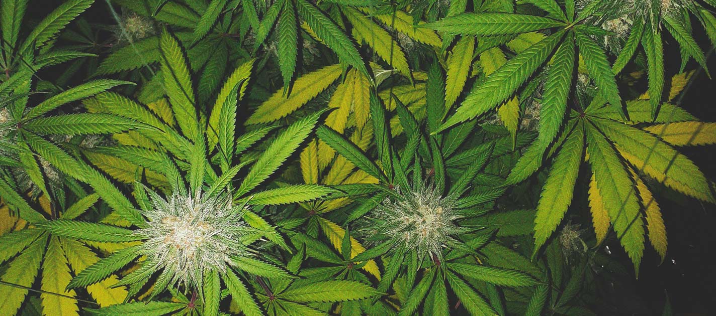 Les Meilleures Façons De Soutenir Les Larges Têtes De Cannabis En Intérieur Et Extérieur