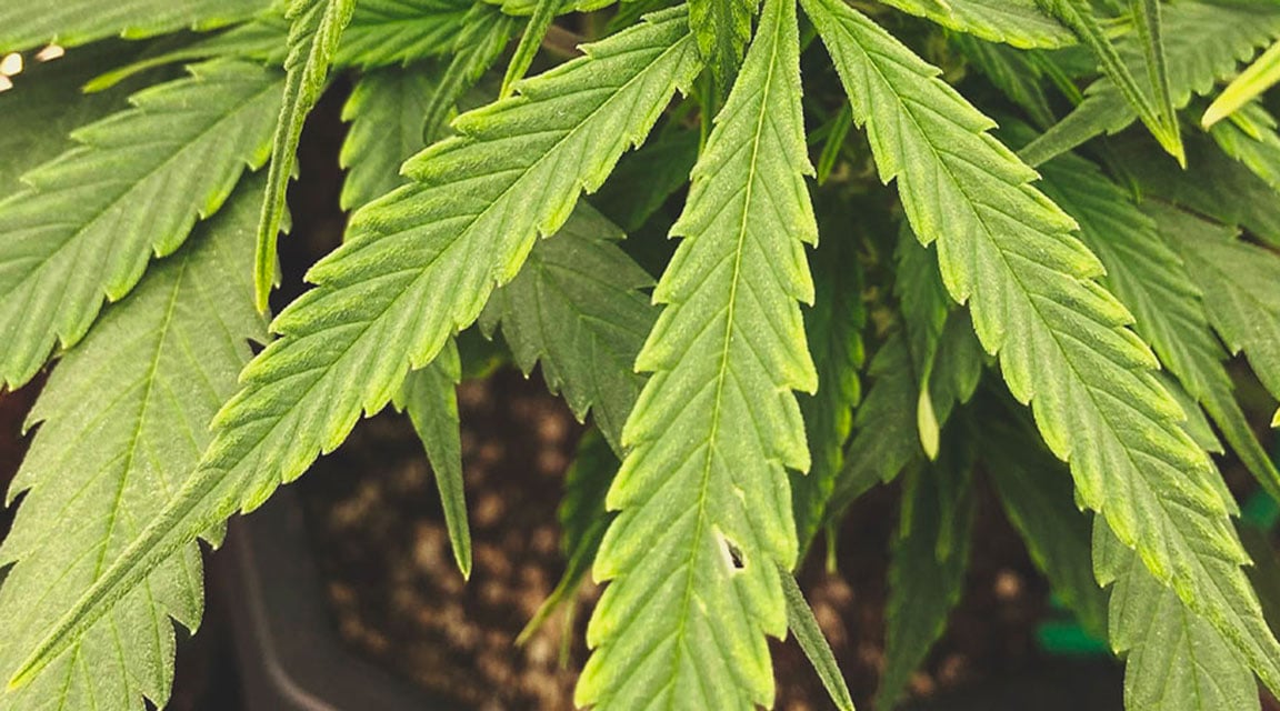 Plante de cannabis montrant des signes de carence en zinc, avec des jeunes feuilles jaunes et recourbées, indiquant un déficit en zinc, essentiel pour la croissance et le développement